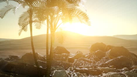palms-in-desert-at-sunset
